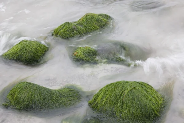 Moss omfattas klippor i vatten — Stockfoto