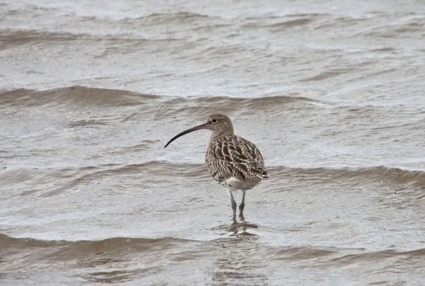 Curlew (Numenius) Wading In The Shallow Water — Stock Photo, Image