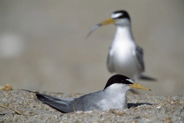 Menos Tern trae Minnow para aparearse incubar huevos en el nido en la playa, Florida, EE.UU. — Foto de Stock