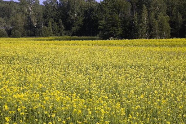 Campo de Canola — Fotografia de Stock