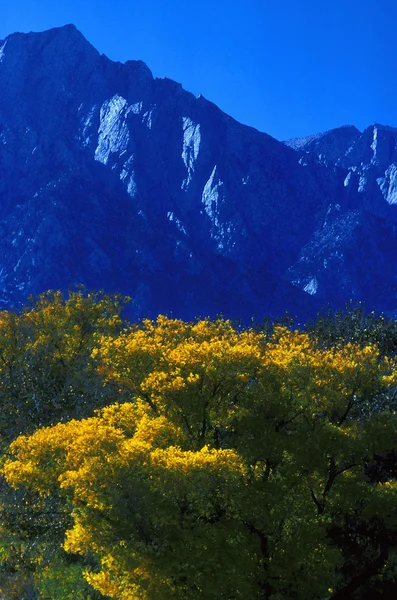 Montagna con alberi d'autunno — Foto Stock