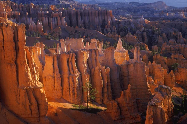 Dik Canyon ön ağaç — Stok fotoğraf