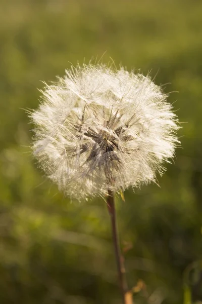 Seeding Dandelion. Calgary, Alberta, Canada — Stock Photo, Image