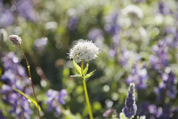 Blålila blommor — Stockfoto