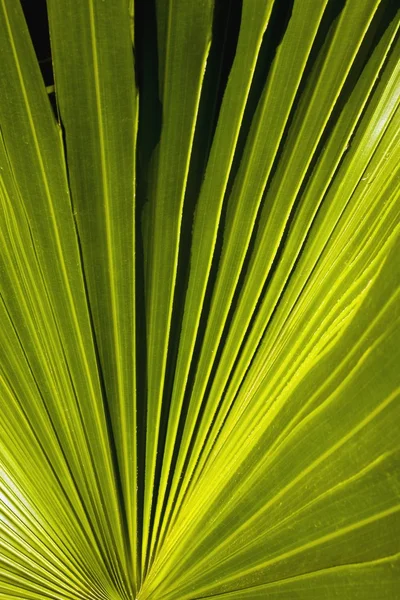 Fronds de palmiers — Photo