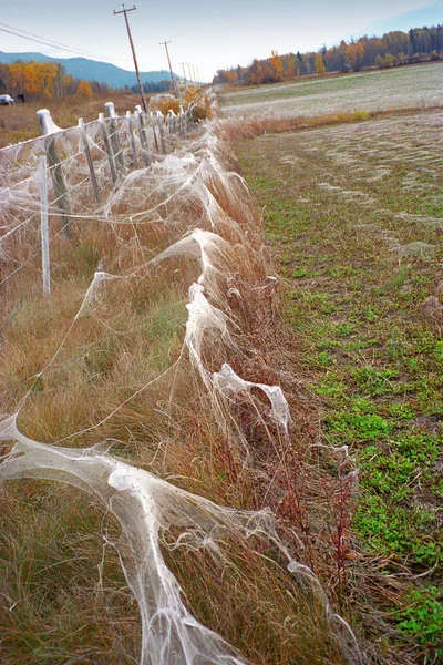 Spinnweben bedecken Zaunpfähle — Stockfoto