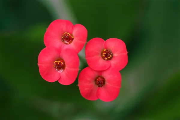 Schöne kleine Blumen — Stockfoto