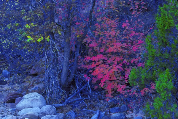 Baum mit bunten Blättern und Blüten — Stockfoto