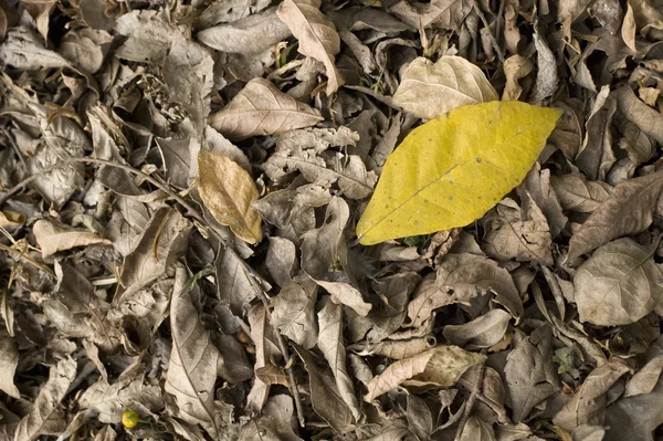 Hoja amarilla colocada en la parte superior de hojas secas y marrones en el suelo —  Fotos de Stock