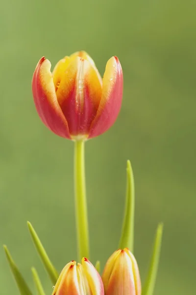 Jarní Tulipán — Stock fotografie