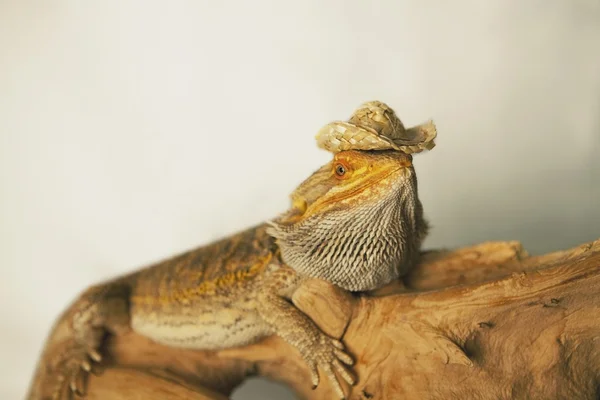 Lagarto con sombrero de vaquero —  Fotos de Stock