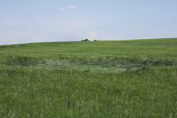 Pole pszenicy zielony, uszkodzone przez grad, alberta, Kanada — Zdjęcie stockowe