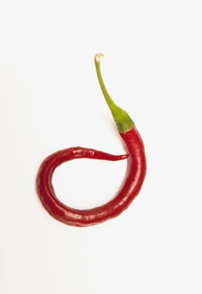 Πιπέρι κόκκινο jalapeno που έχει κατσαρώσει — Φωτογραφία Αρχείου