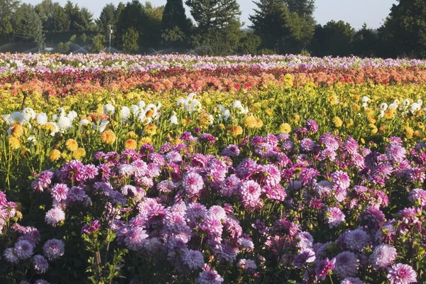 Blålila blommor — Stockfoto