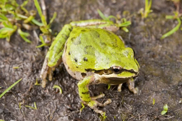 태평양 treefrog (pseudacris regilla) — 스톡 사진