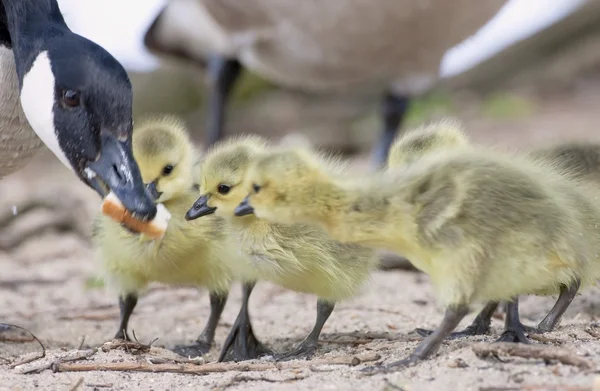 Gans voederen ten — Stockfoto