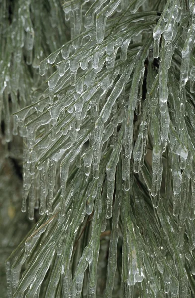 Hård rimfrost is på ponderosa pine gren och nålar — Stockfoto
