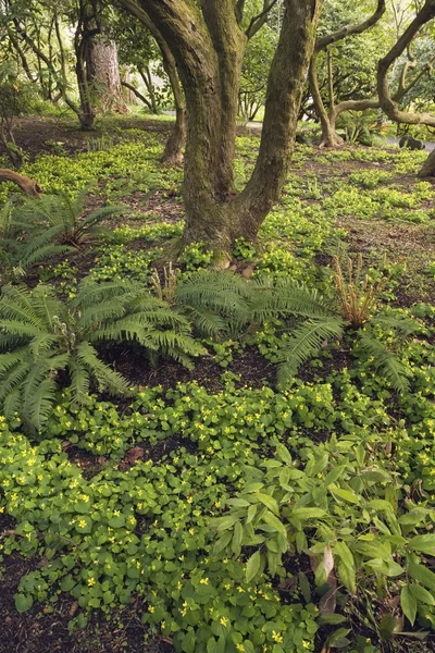 Waldboden — Stockfoto