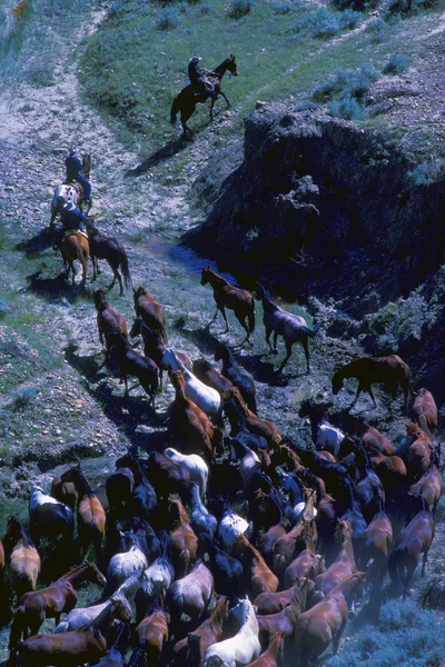 Cavalos Grazing In The Morning — Fotografia de Stock