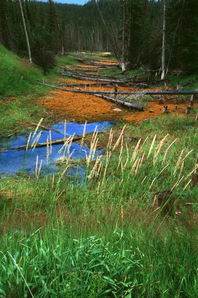 Pequeña cama Creek en el bosque con troncos muertos —  Fotos de Stock