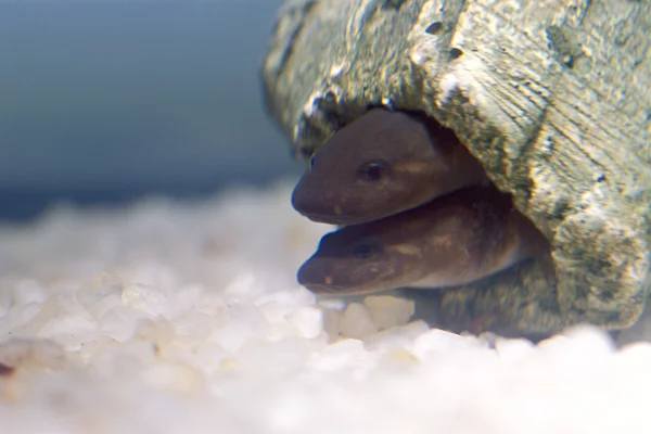 Salamandra Mudpuppy — Fotografia de Stock