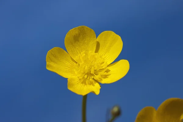 Sárga buttercup ellen a kék ég — Stock Fotó