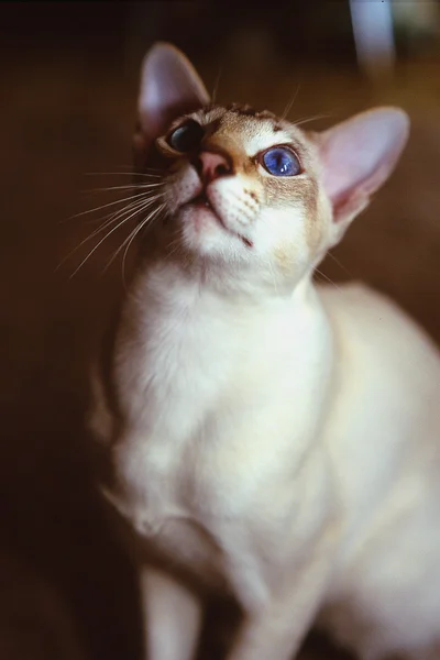 White Cat With Brown Face — Stock Photo, Image