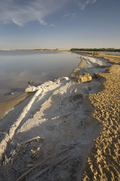 Salt skorpa strandlinjen av salt vatten sjö — Stockfoto