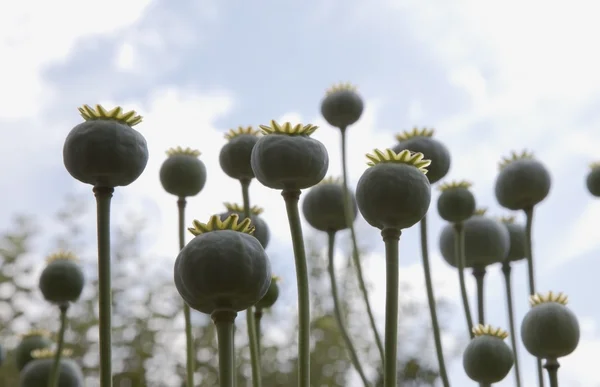 罂粟种子荚 — 图库照片