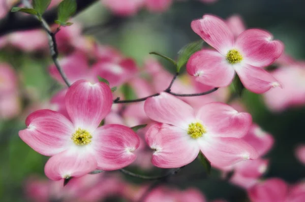 Fiori di corniolo rosa — Foto Stock