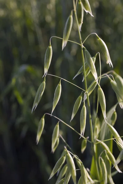 Planta de primer plano — Foto de Stock