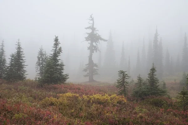 Foggy Forest — Stock Photo, Image