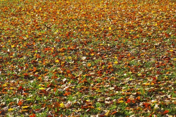 Foglie a terra in autunno — Foto Stock