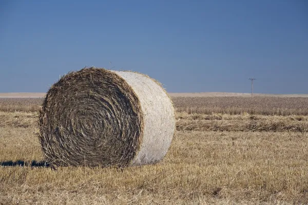干草捆在切割领域，艾伯塔，加拿大 — 图库照片
