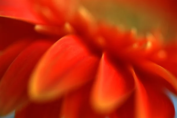 Çiçek yaprakları closeup — Stok fotoğraf