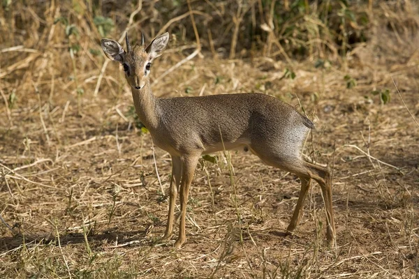 Reserva Nacional Samburu, Kenia, África — Foto de Stock