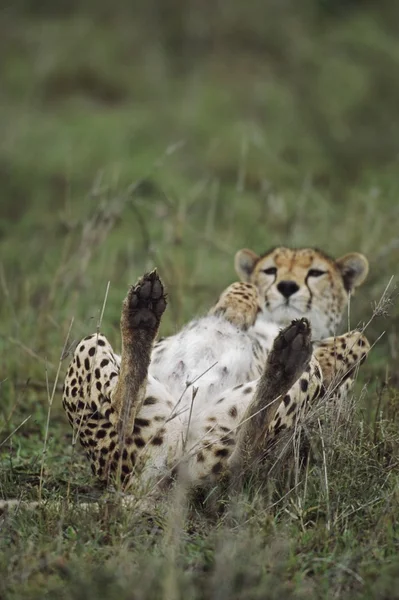 Afrika sırtında yatarken çita — Stok fotoğraf