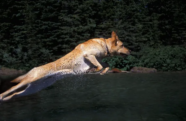 Salto de perro — Foto de Stock