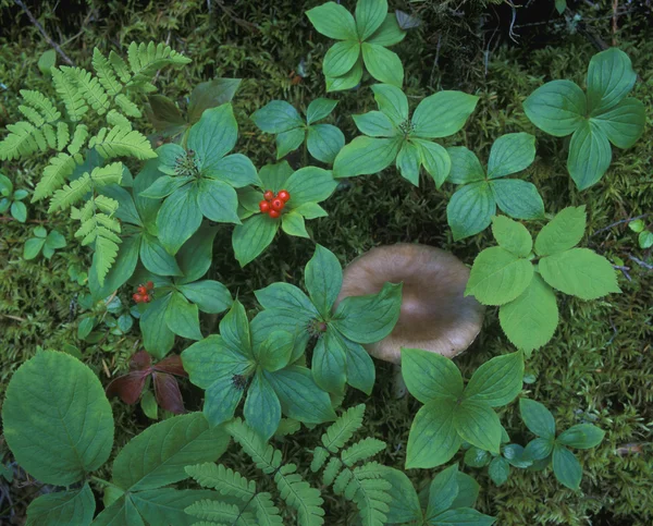 Bobule v bush a houby — Stock fotografie