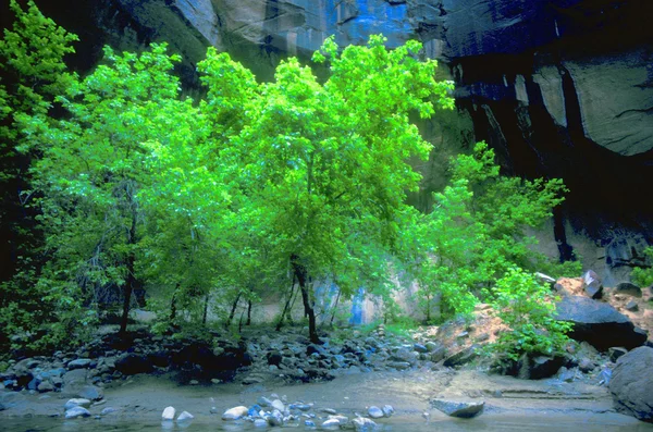 Yemyeşil ağaçlar ve önünde uçurum rock creek — Stok fotoğraf