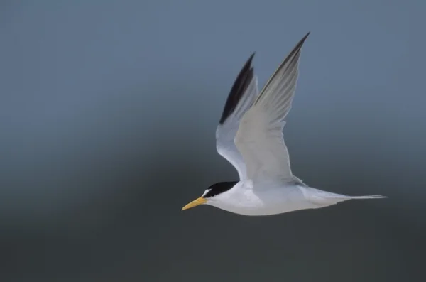 Dwergstern tijdens de vlucht — Stockfoto