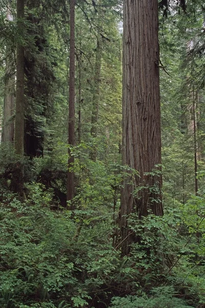 Zöldellő aljnövényzet, redwood erdőben — Stock Fotó