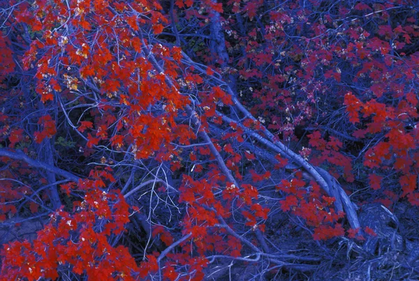 Árvores de outono vermelho vívidas — Fotografia de Stock