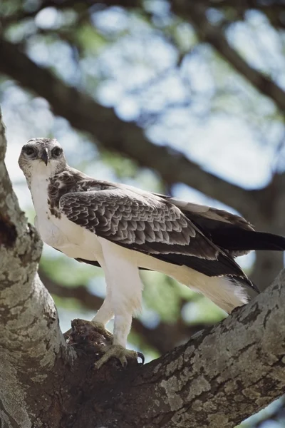 Águila halcón africana con presa en el tenedor de una rama, África —  Fotos de Stock