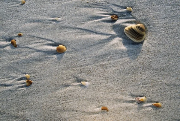 Coquillage ancré dans le sable de plage — Photo