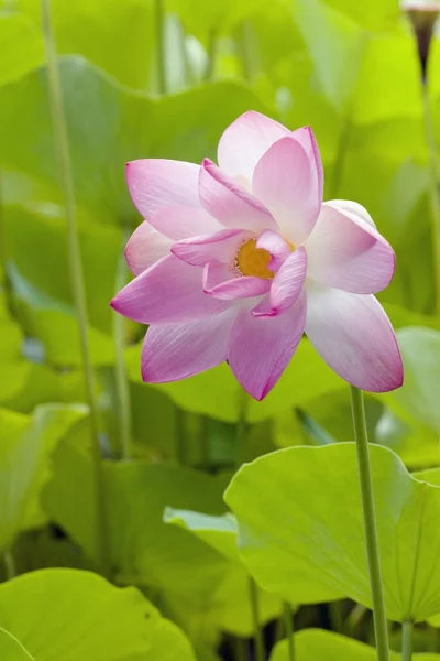 Fiore tropicale, Kauai, Hawaii, Stati Uniti — Foto Stock