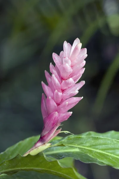 Tropische bloem, Kauai, Hawaï, Verenigde Staten — Stockfoto