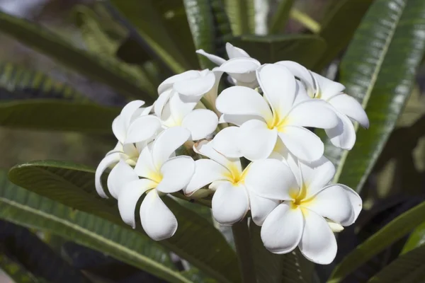 Tropisk blomma, maui, hawaii, usa — Stockfoto