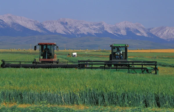 Windrowers corte da colheita — Fotografia de Stock