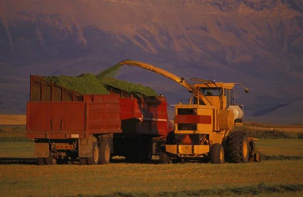 Combine And Truck Harvesting Crop — Stock Photo, Image